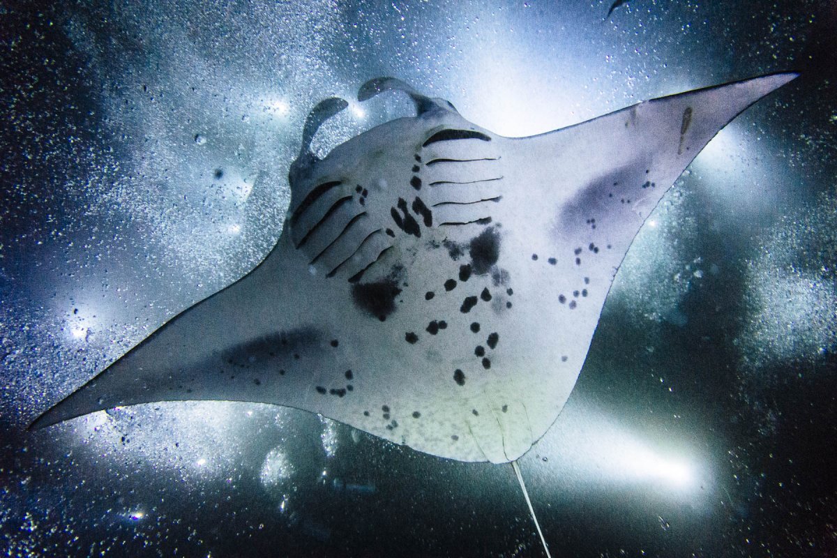 Скат Манта в лучах