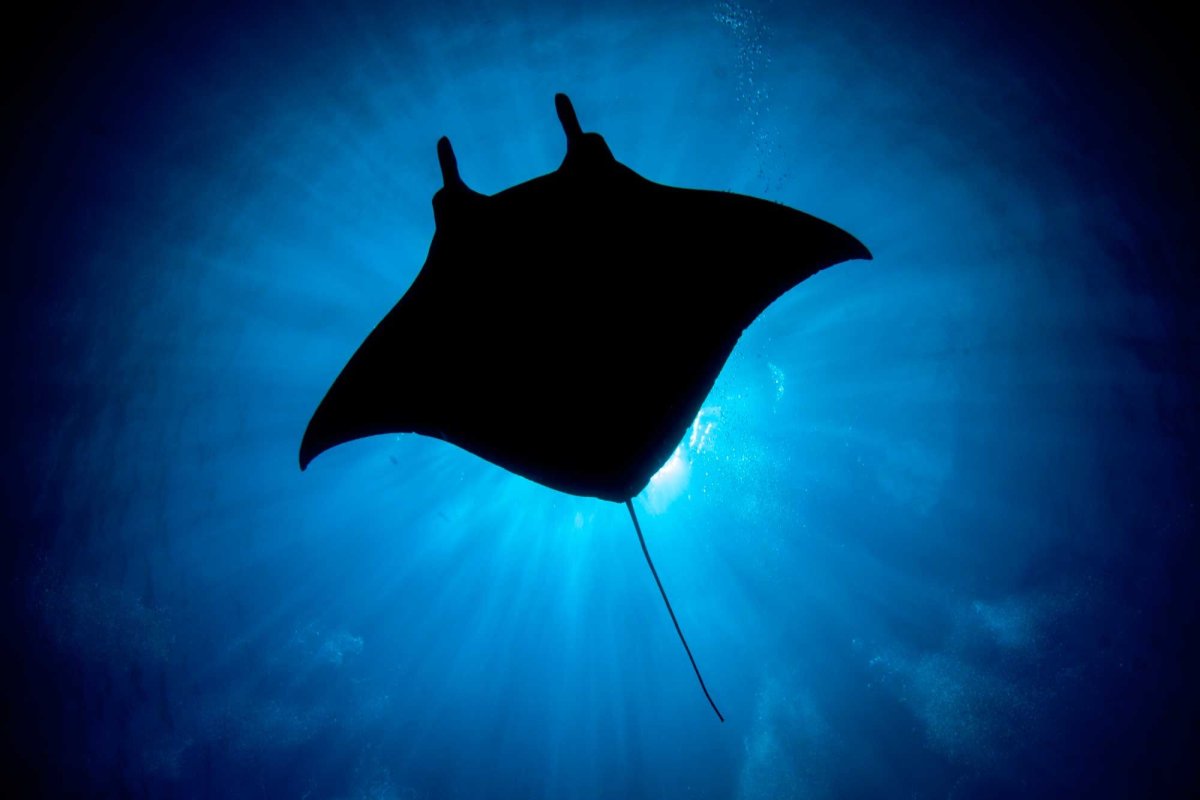 Электрический Скат вид сверху