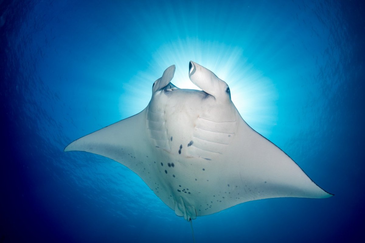 Скат Манта альбинос