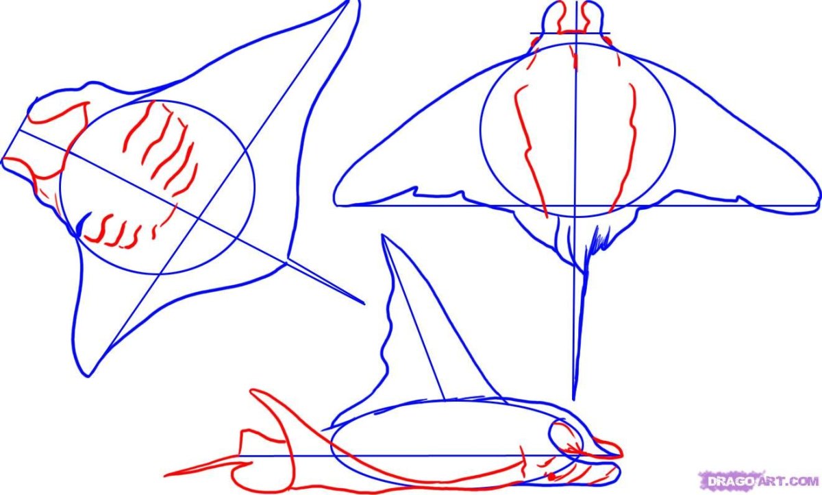 Скат поэтапное рисование