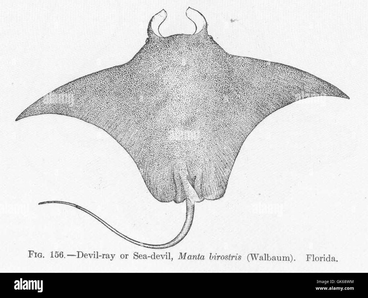 Скат Графика