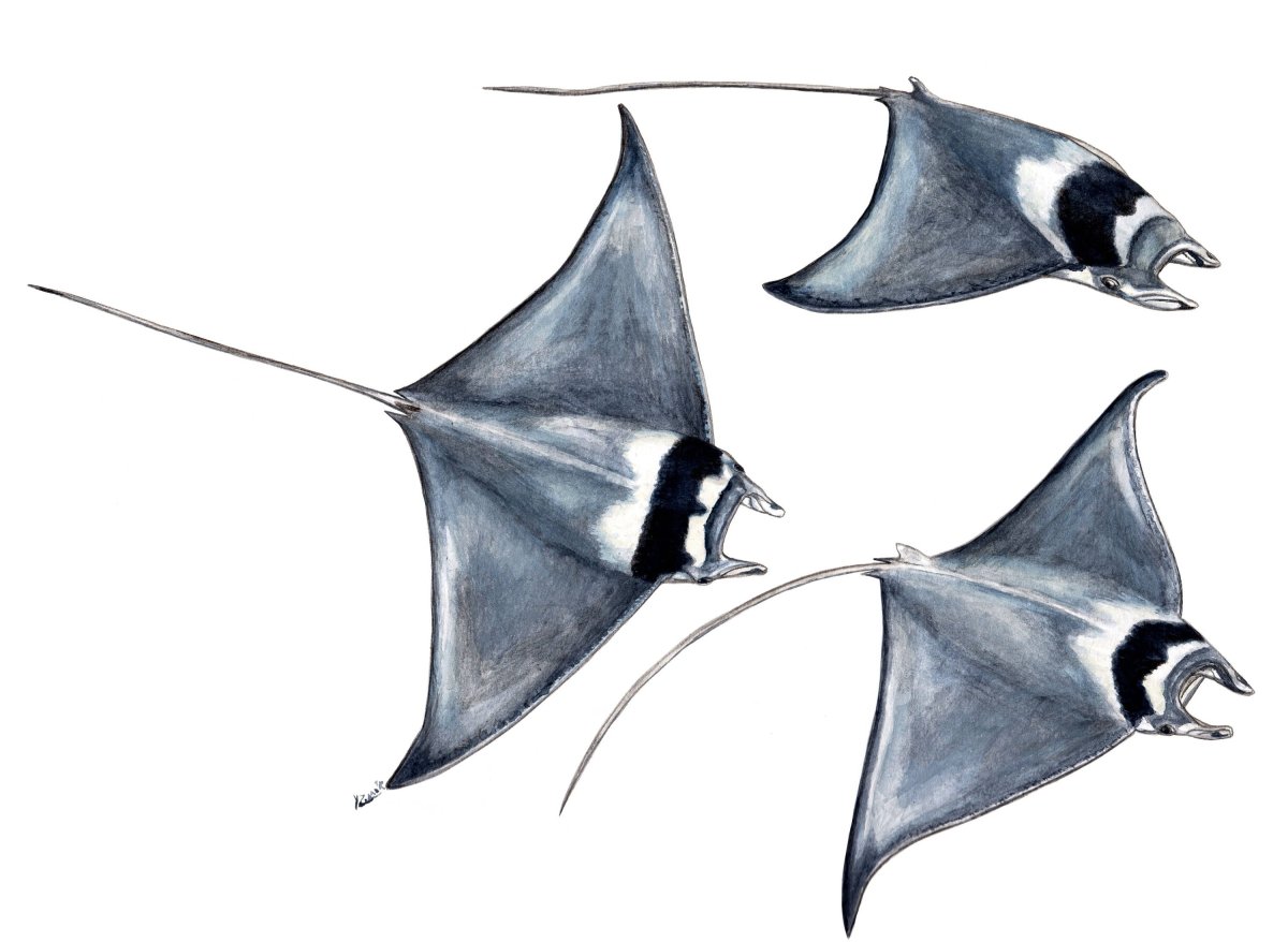 Скат Манта вид сбоку