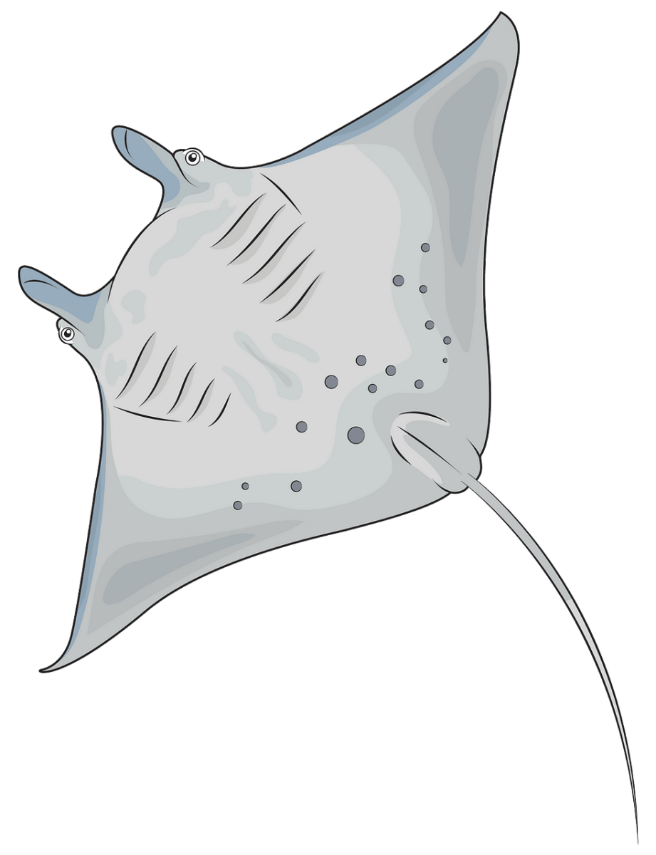 Прозрачный Скат