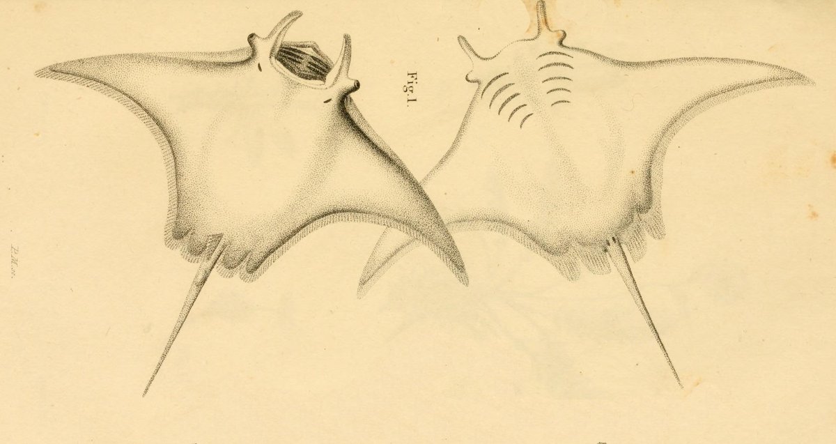 Скат из Моана