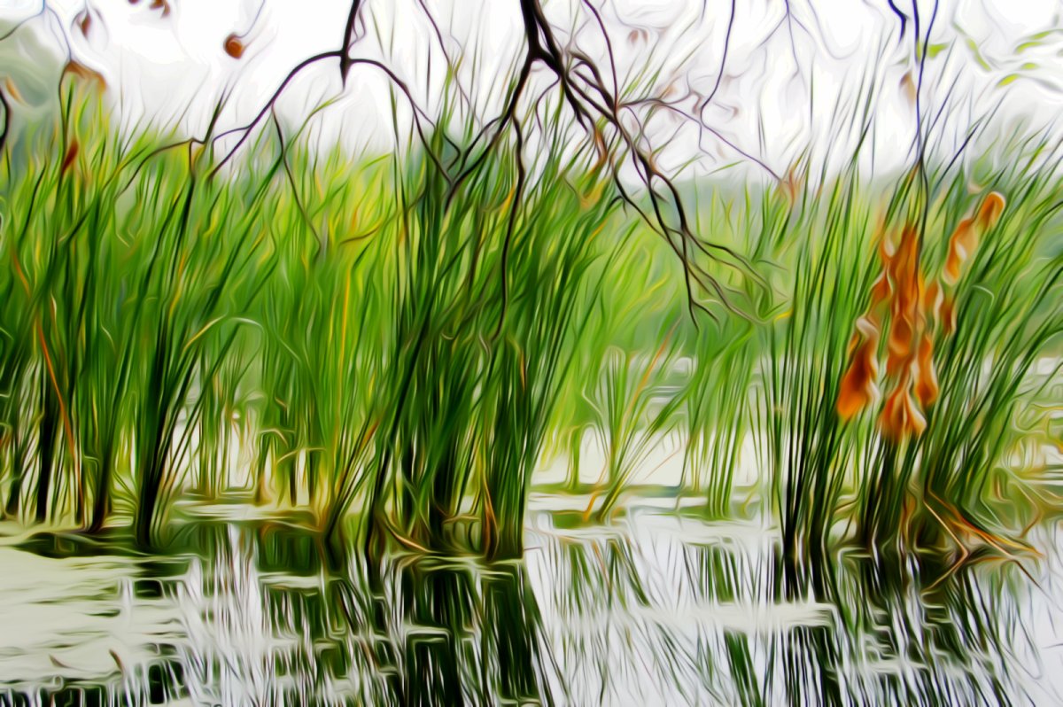 Лягушка в камышах