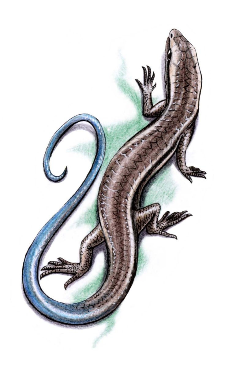 Ящерица эскиз