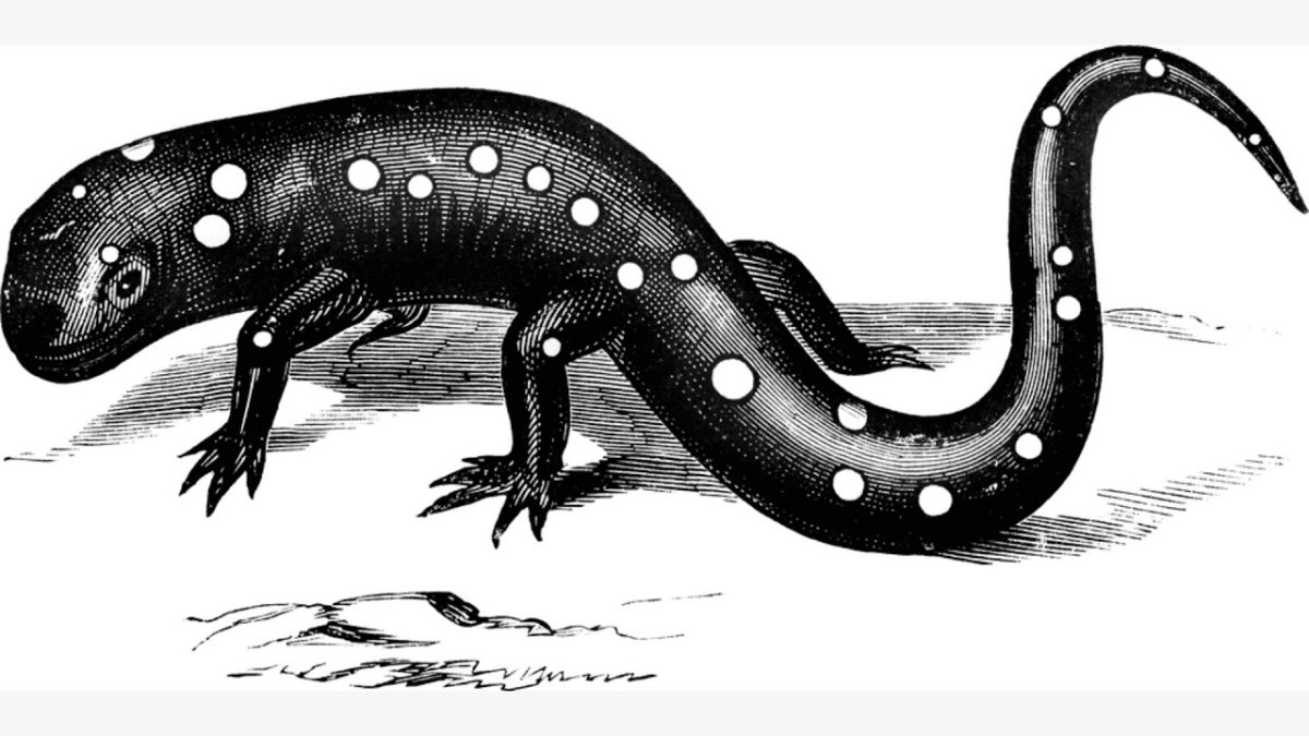 Тихоокеанская саламандра рисунок
