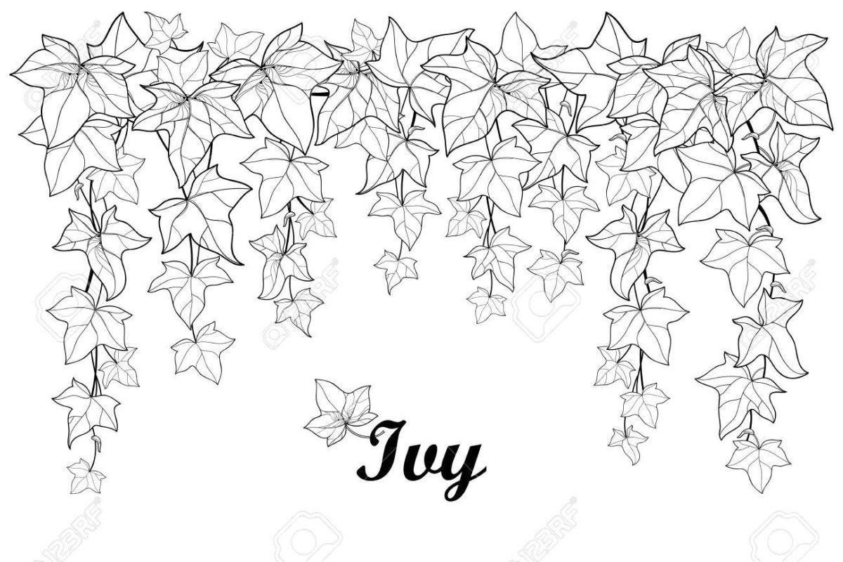 Листья лианы раскраска