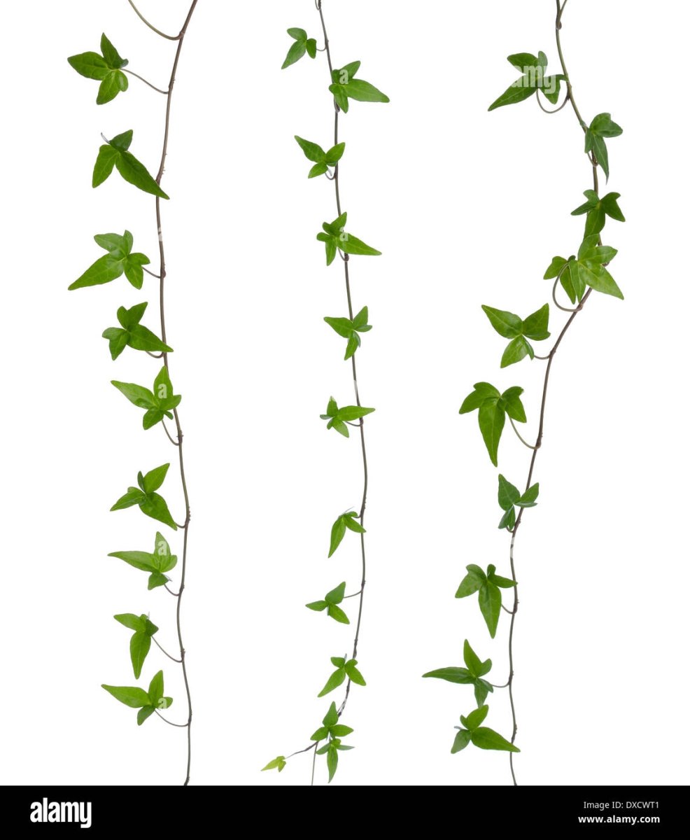 Плющ прямой стебель