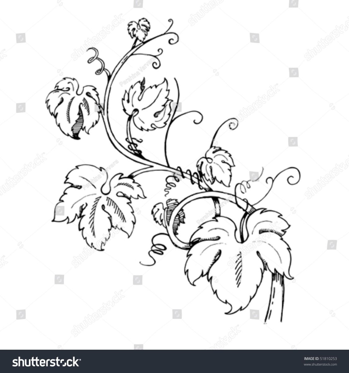 Вьющиеся цветы эскиз