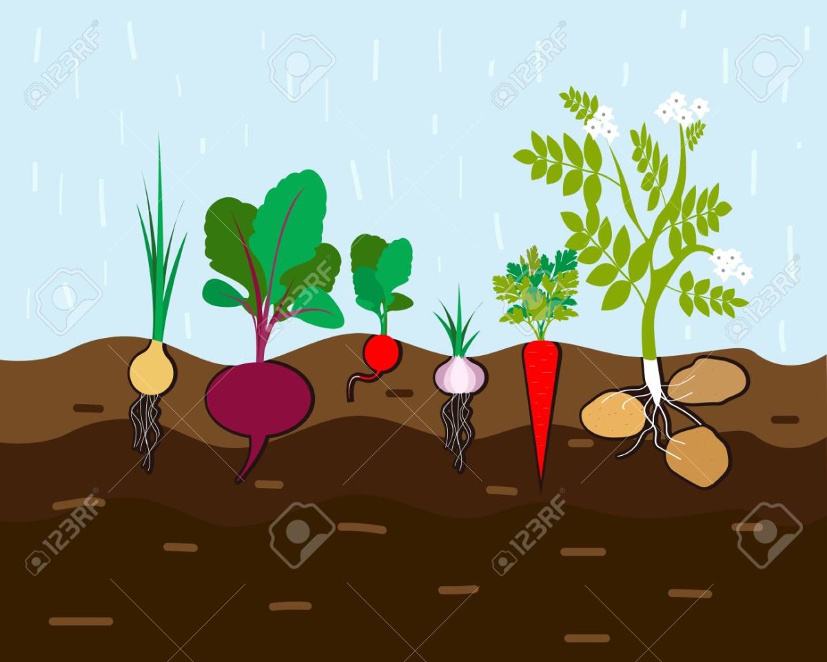 Овощи растущие в земле