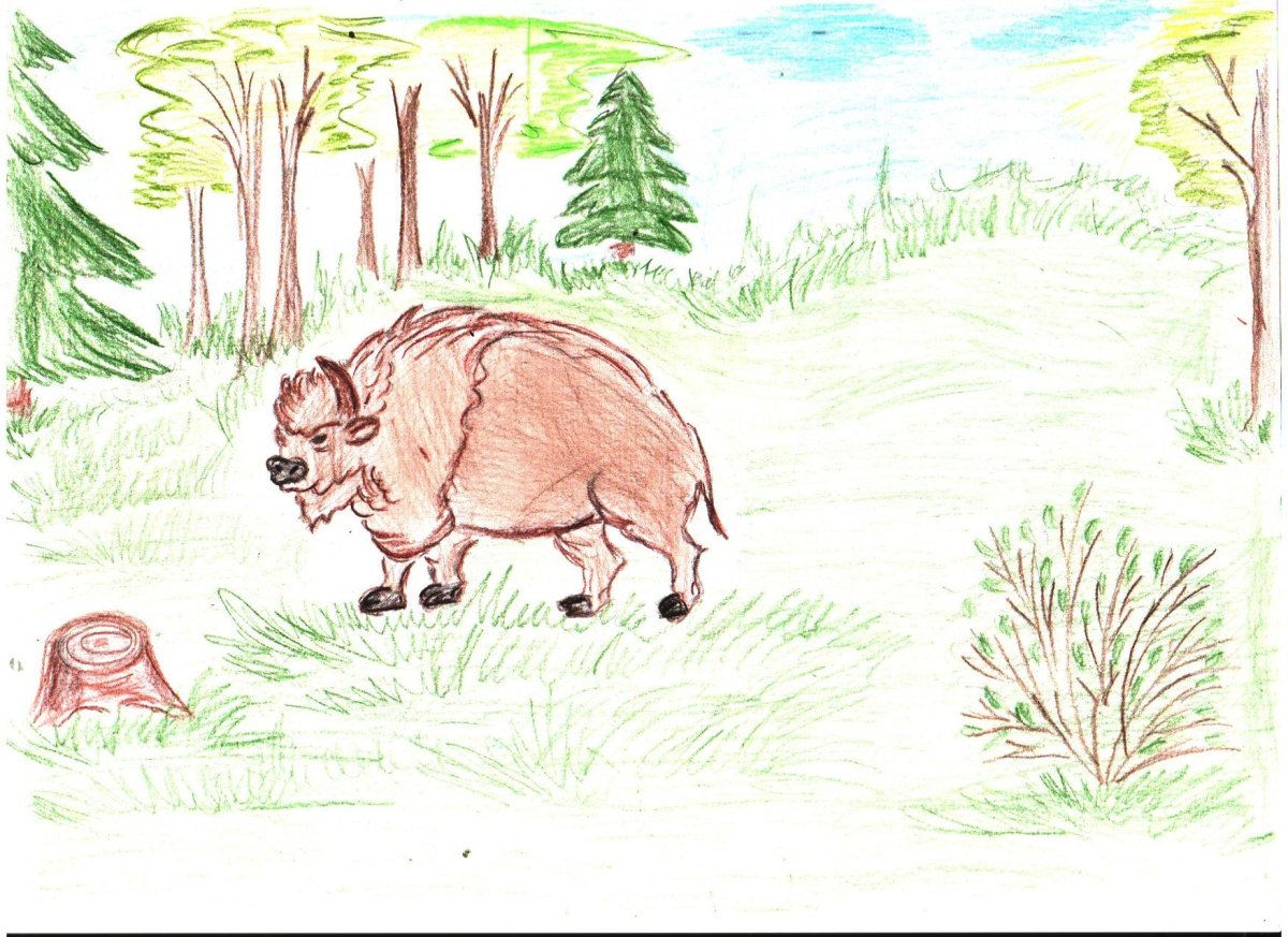 Мир природы рисунок