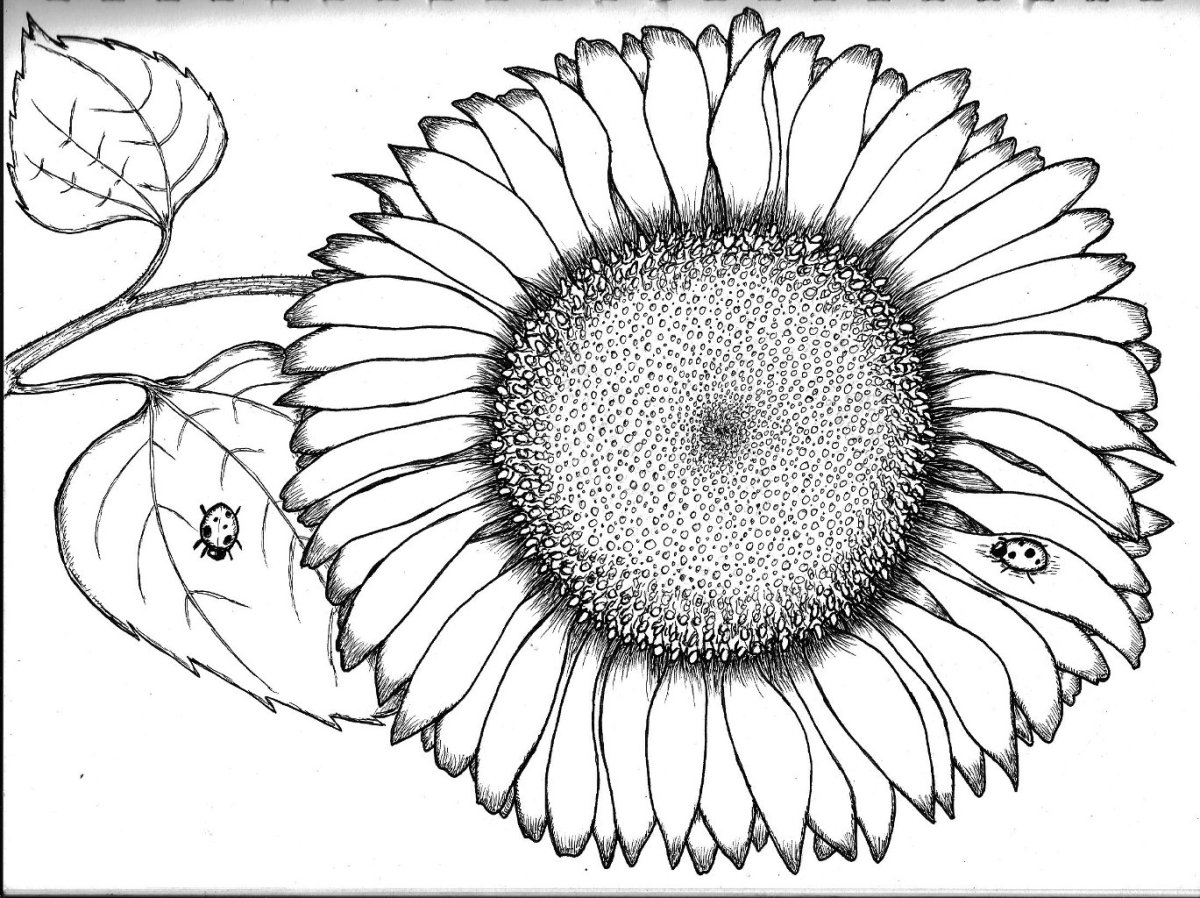 Раскраска семечки