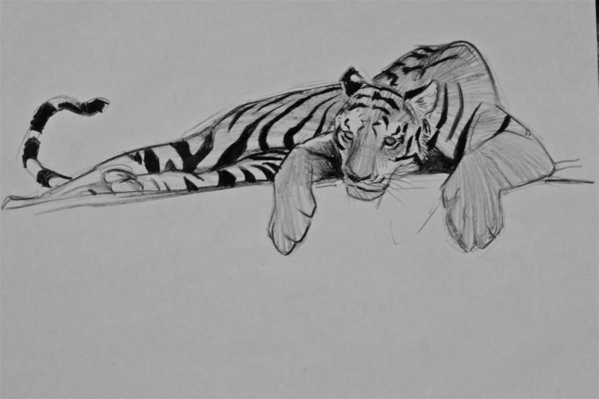 Рисунок тигра карандашом для срисовки