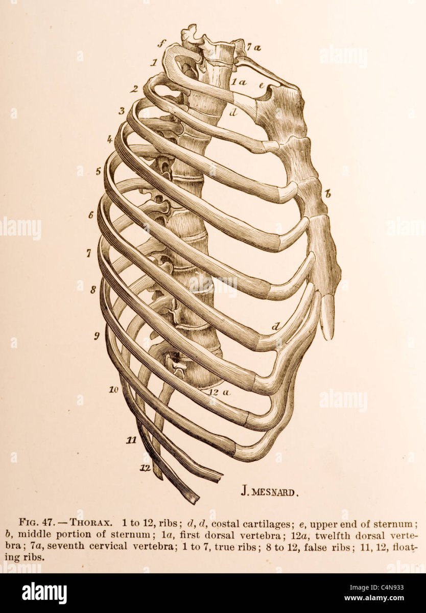 Ребра человека сбоку анатомия
