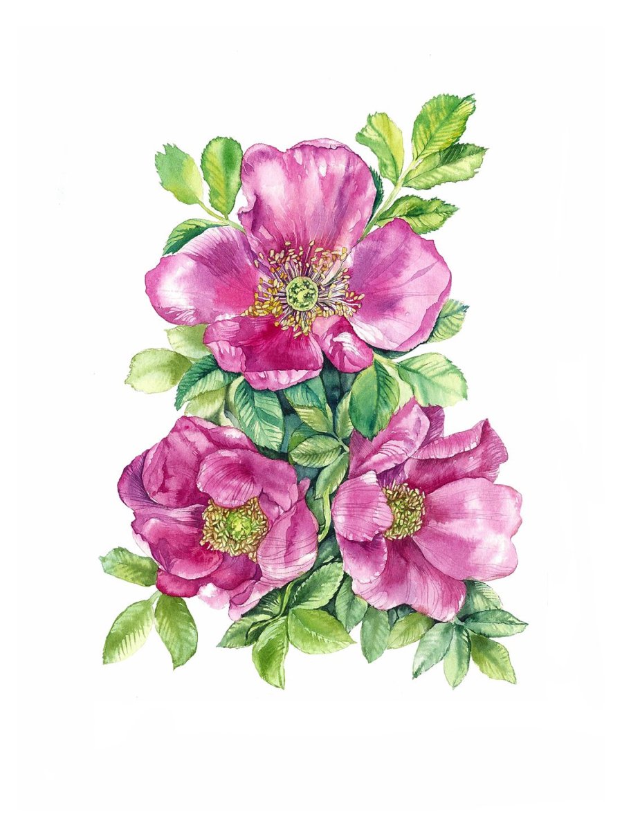Шиповник рисунок