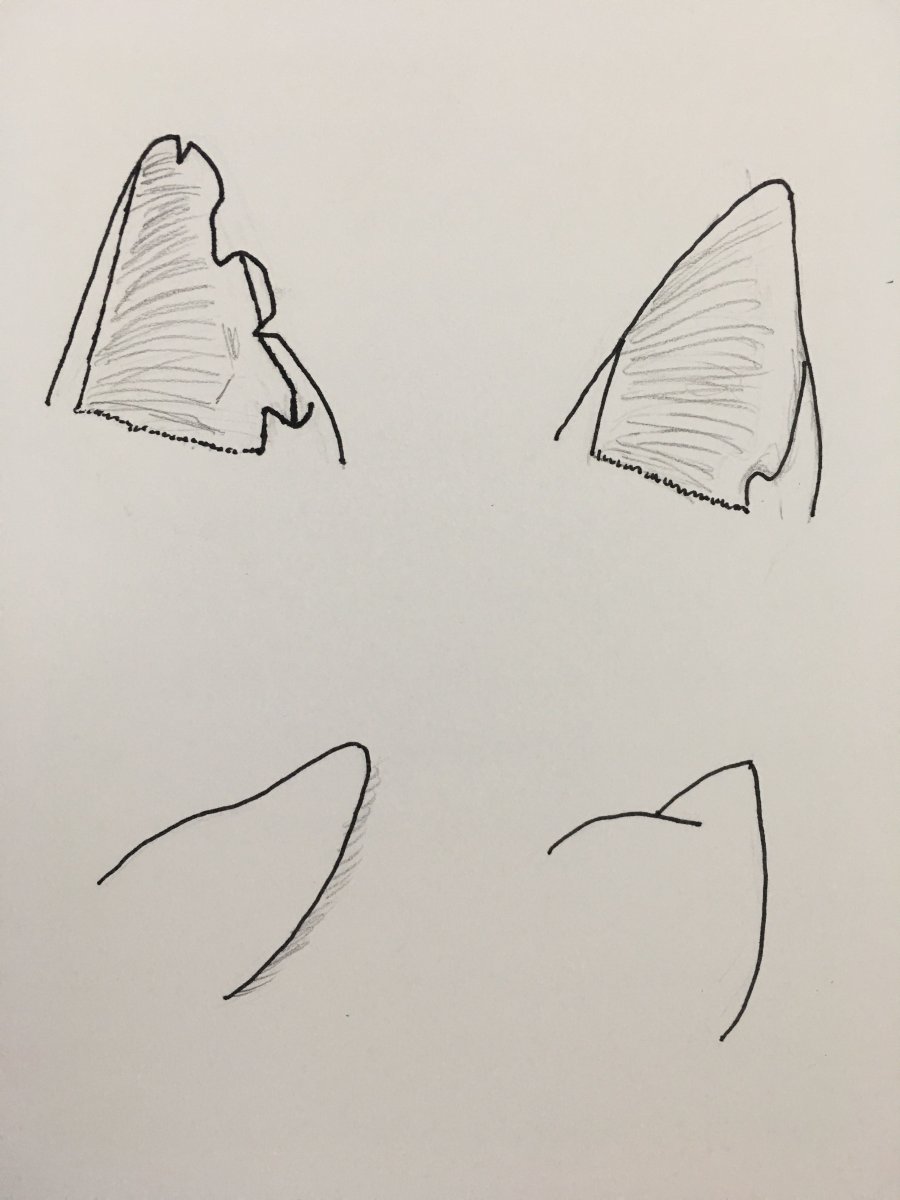 Ушки котика рисунок