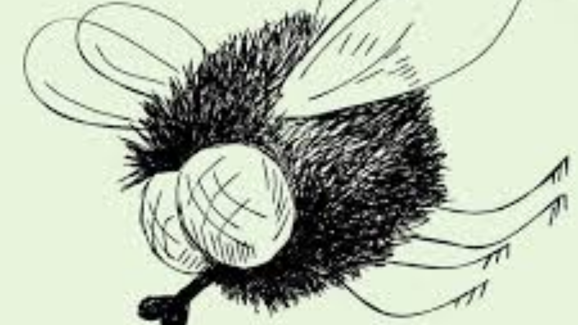 Изображение мухи. Влюбленная Муха. Голова мухи рисунок. Муха для детей. Муха белка