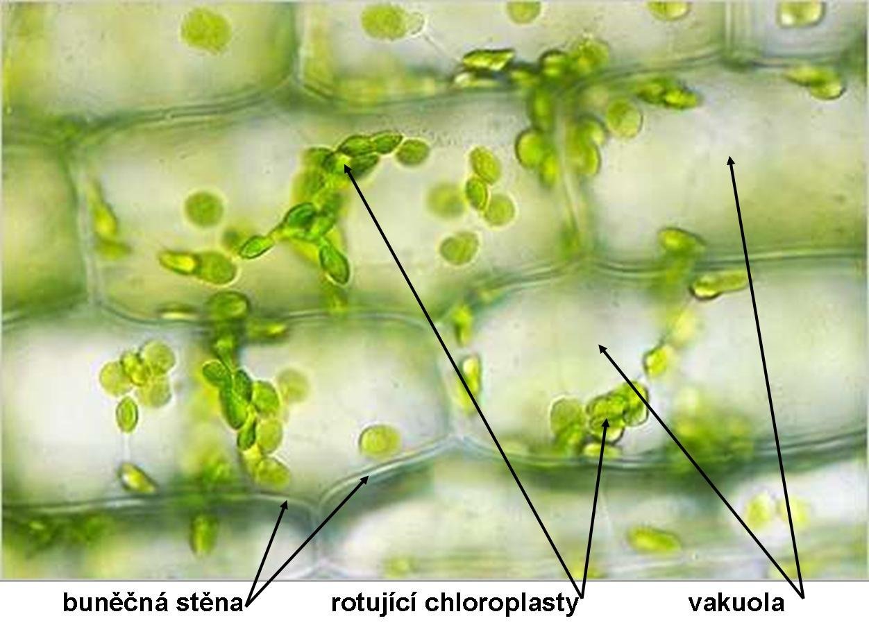 Хлоропласты зеленых водорослей. Хлоропласты элодеи. Хлоропласты в листе элодеи. Клетки листа элодеи под микроскопом. Клетка элодеи под микроскопом.
