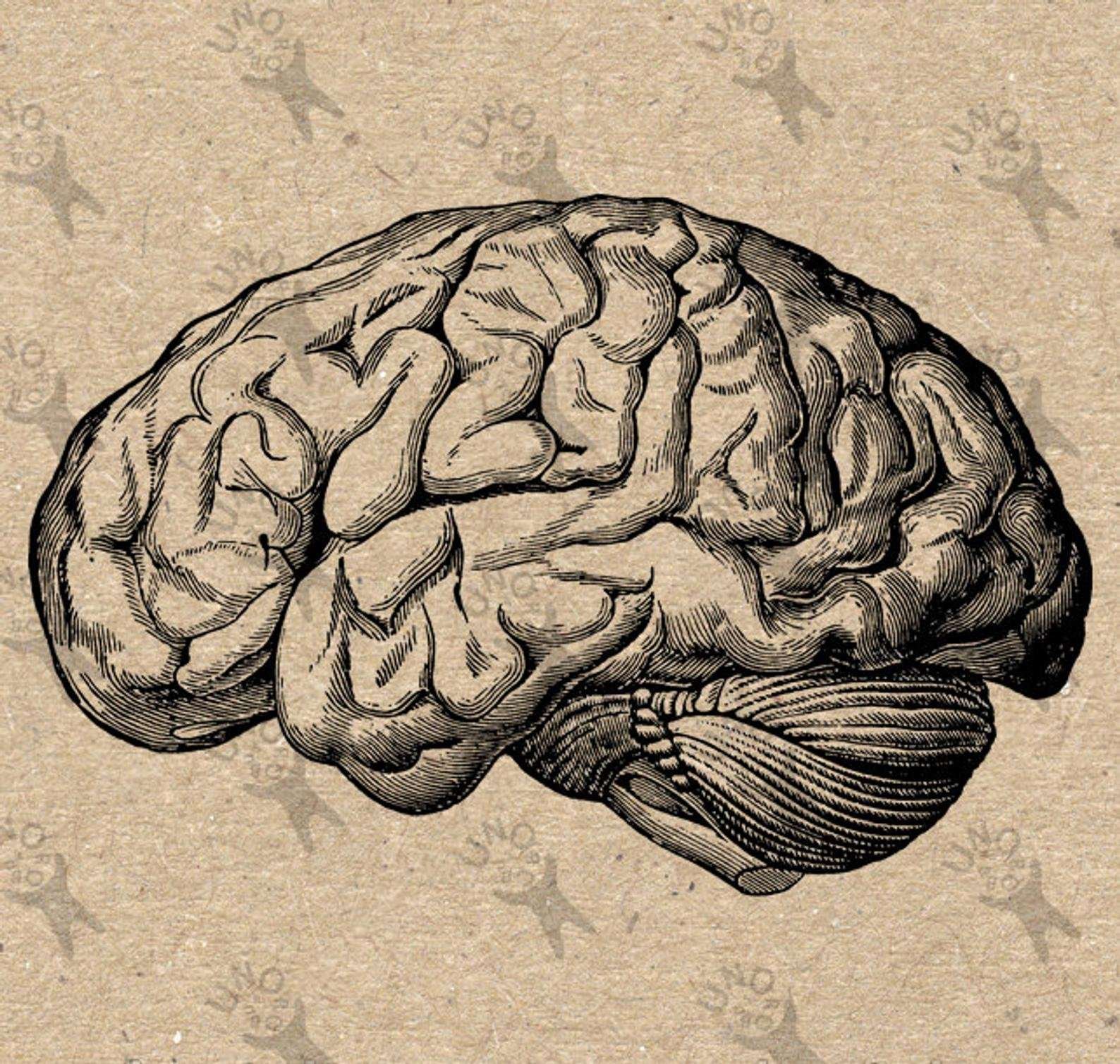 Как нарисовать мозг