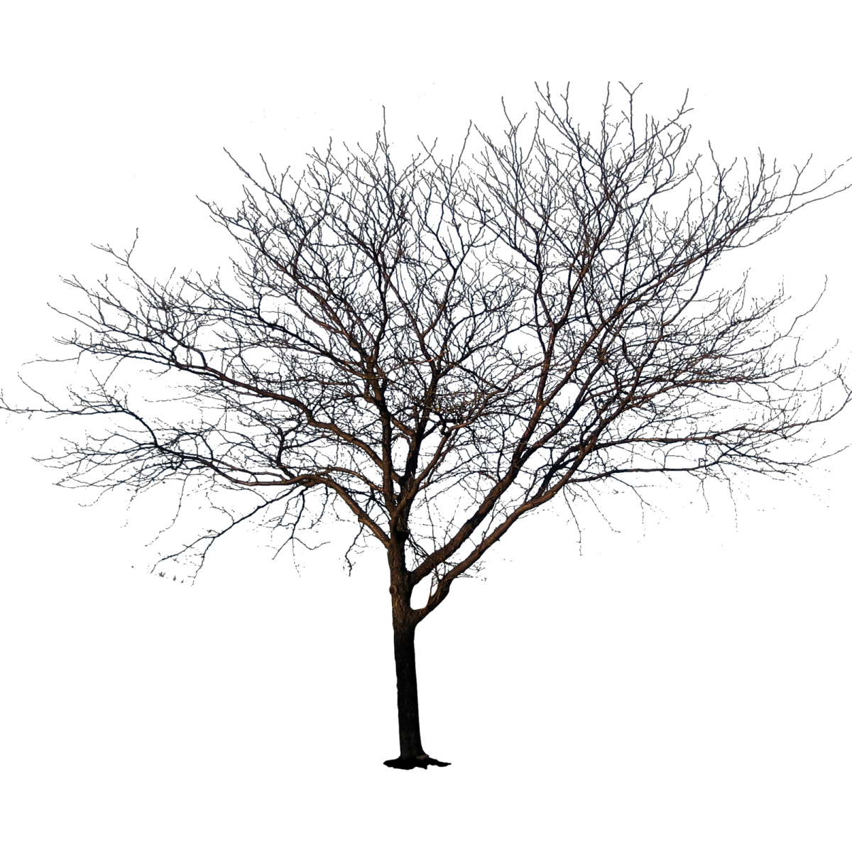 Дерево без листьев