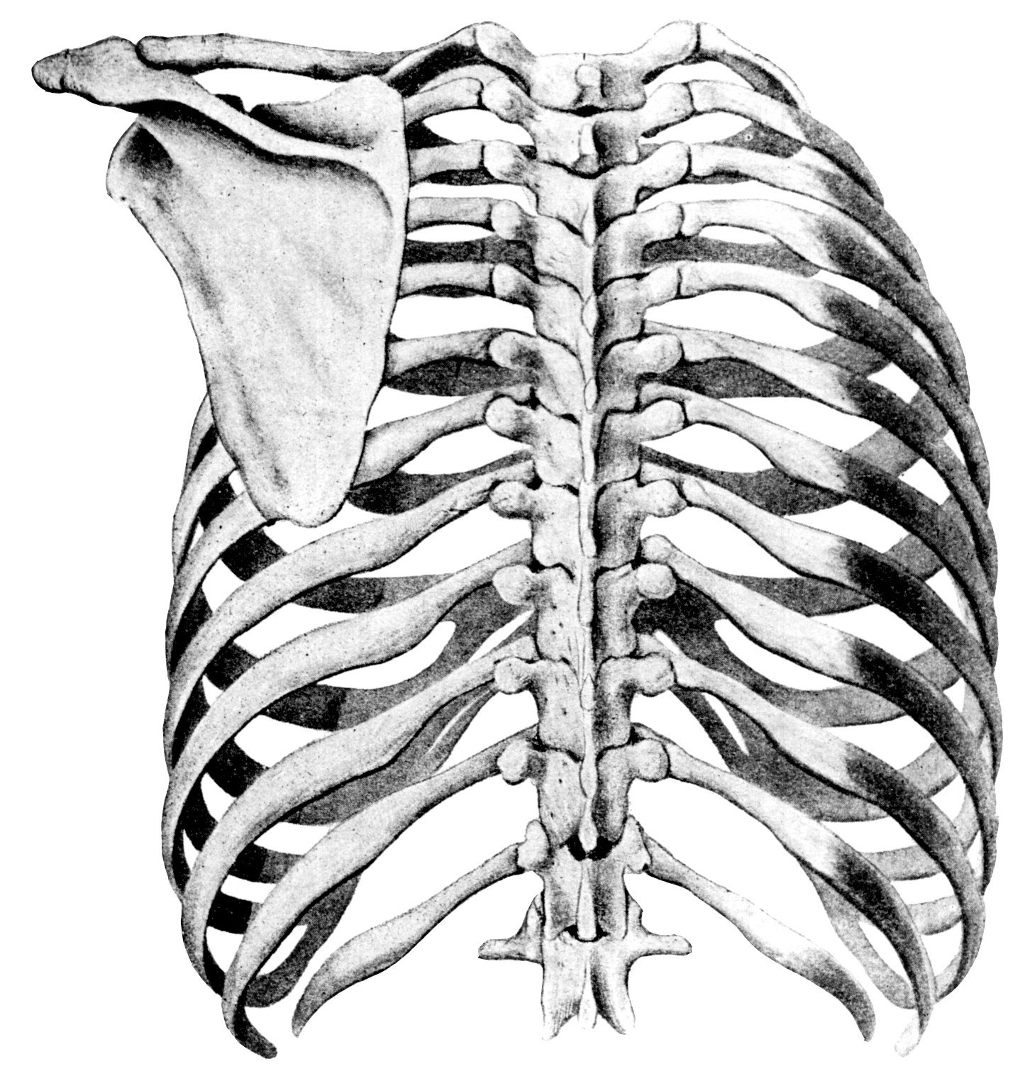Верхний край ребра. Анатомия ребер грудной клетки. Скелет грудной клетки анатомия. Скелет человека грудная клетка ребра.
