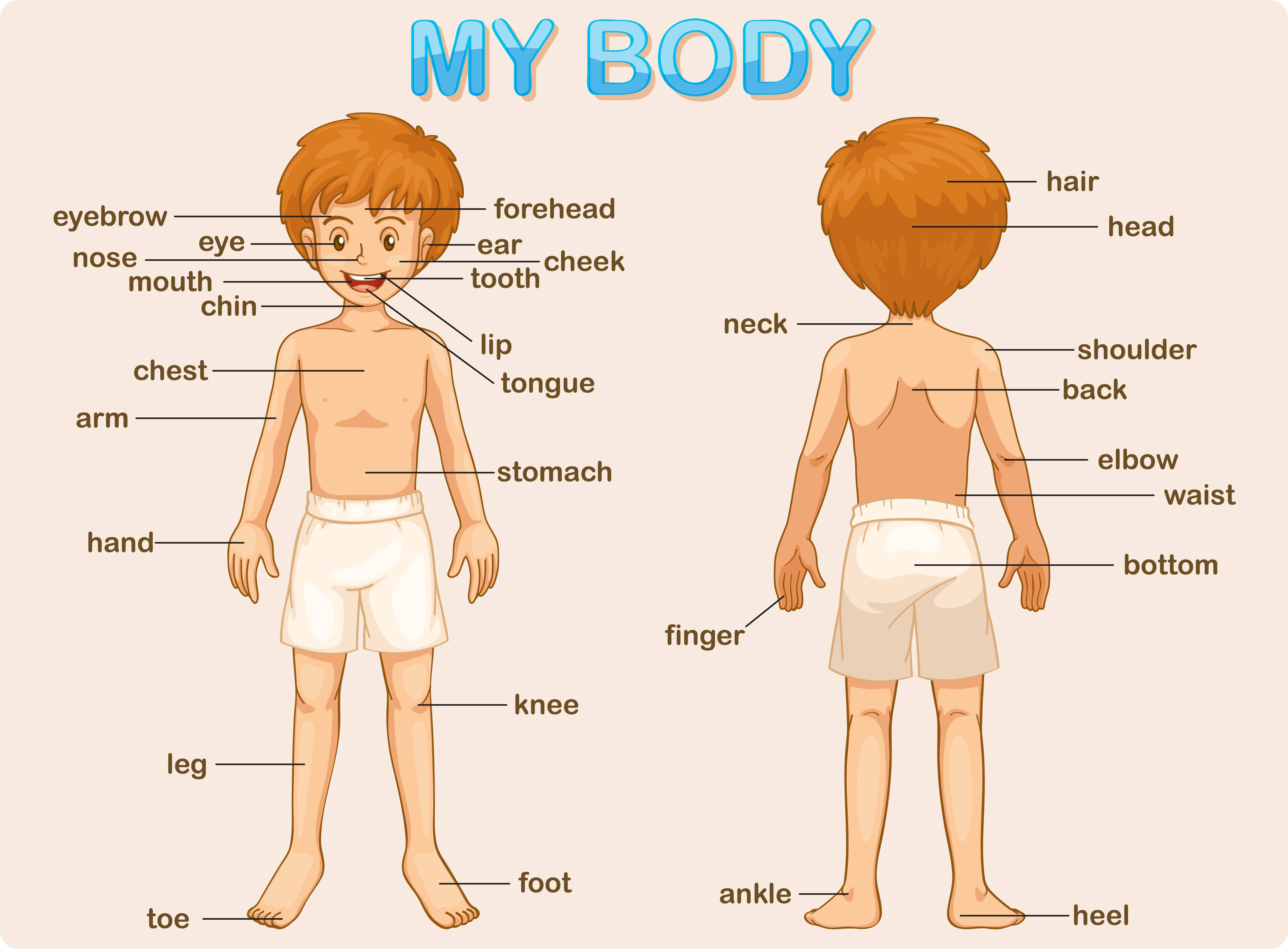 Can use the body. Части тела человека. Части тела на английском. Тело человека на английском языке. Части тела на английском языке для детей.