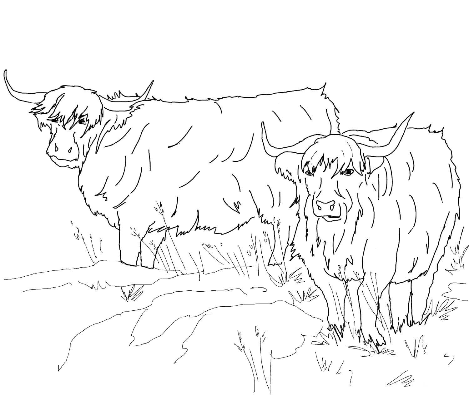 Раскраски быков. Бык раскраска. Раскраска корова. Бык распечатка. Раскраска корова и бык.
