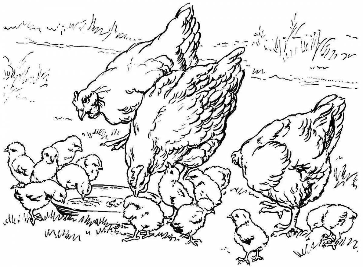 Куры раскраска для детей. Раскраска курица с цыплятами. Курица с цыплятами раскраска для детей. Курочка с цыплятами раскраска. Картинки раскраски курица с цыплятами.