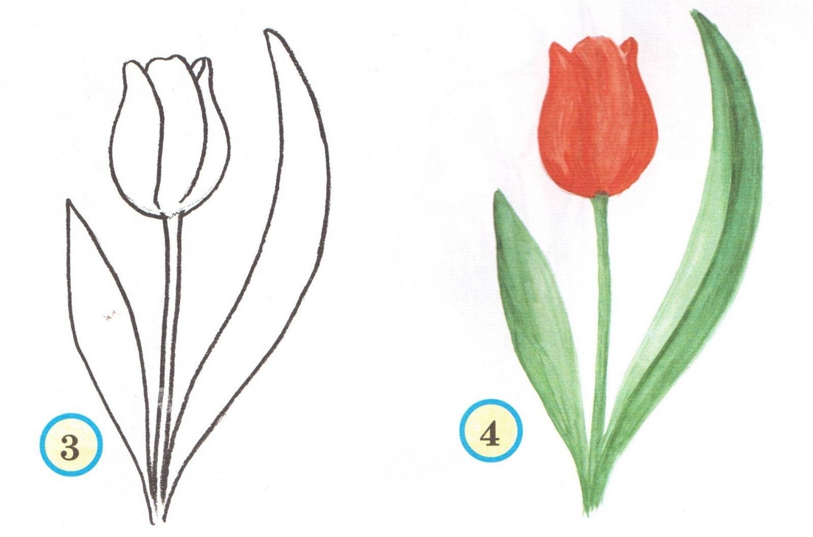Нарисовать рисунок тюльпаны. Тюльпаны рисунок. Тюльпаны карандашом для срисовки. Цветы для рисования. Рисование цветов для детей.