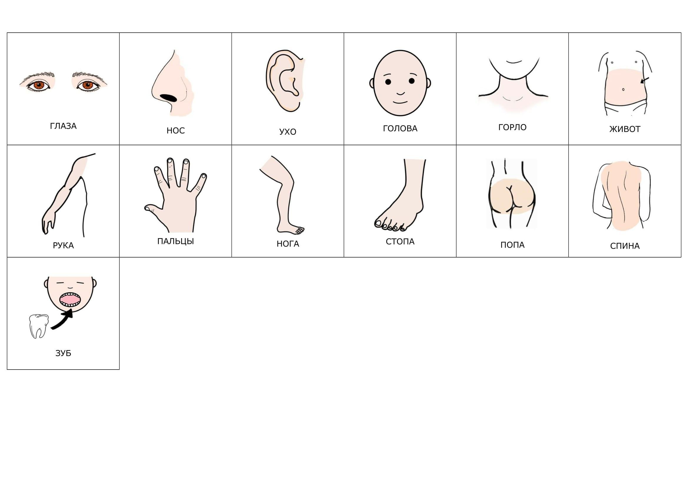 Лоб на английском. Карточки Пекс части тела. Карточки с изображением частей тела. Карточки для малышей части тела. Изучаем части тела.