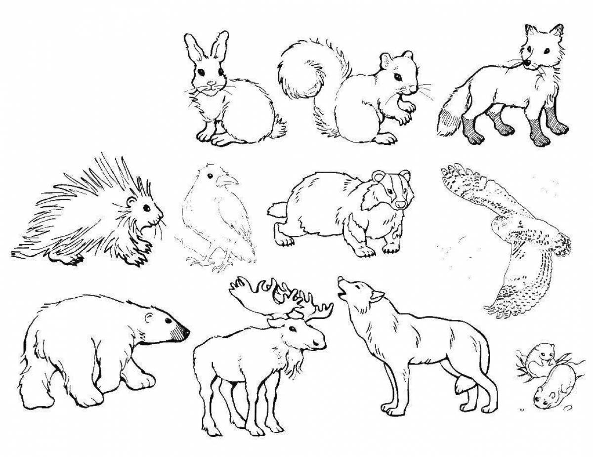 Животные группами раскраски. Раскраска Лесные животные. Раскраски животные для детей. Раскраска "Дикие животные". Раскраска животные леса.