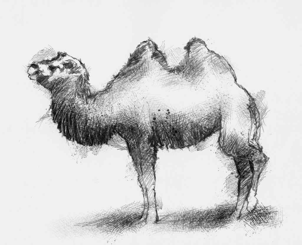 Верблюд карандашом - 60 фото