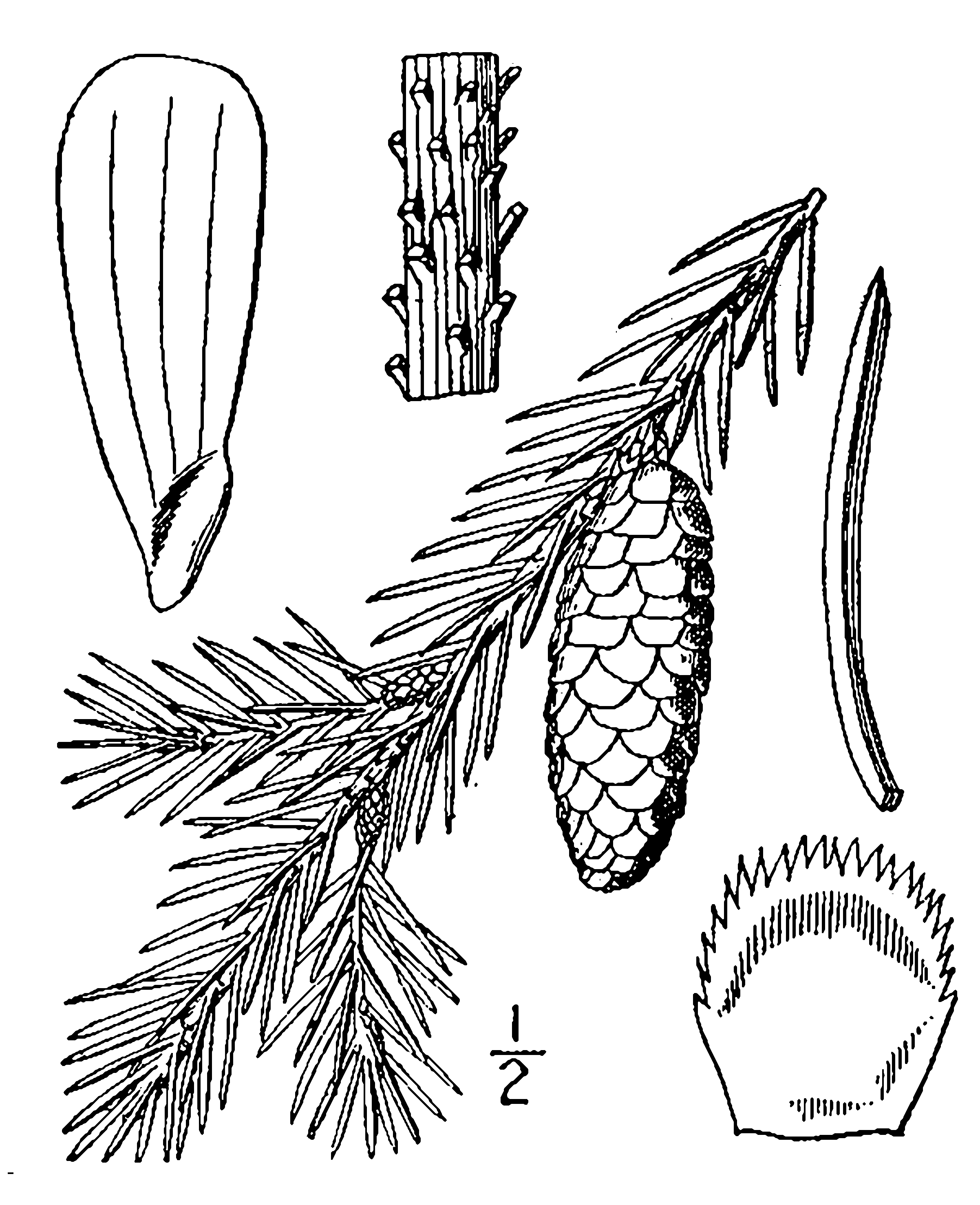 Рисунок хвои ели и сосны