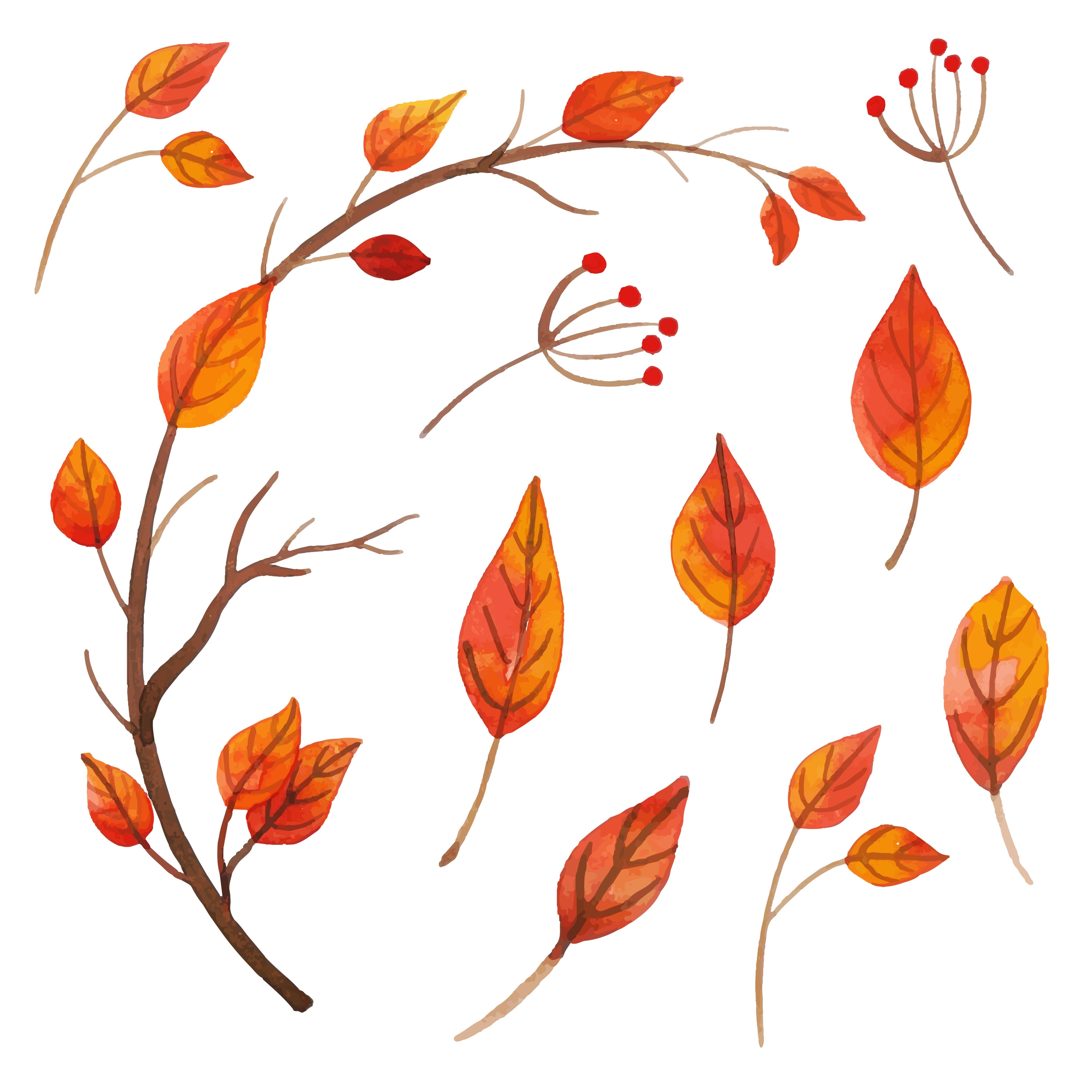 Leaves collection. Акварельные осенние листья. Листья акварель. Осень акварель. Осенние листочки акварель.