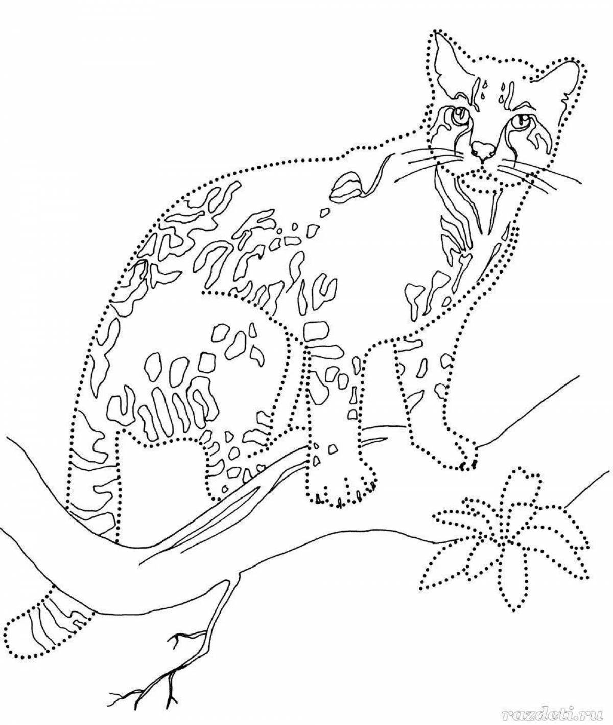 Рысь задания. Раскраска Дикие кошки. Раскраска. Котики. Кошки. Раскраска. Лесной кот раскраска.