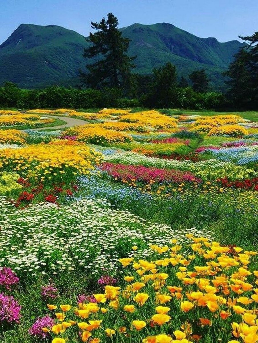 Много цветов в природе. Альпийские Луга новая Зеландия. Удивительная красота растений. Пейзаж цветы. Пейзажи с цветами.