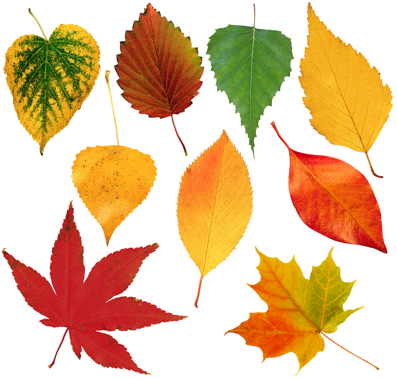 Осенние листочки. Листья разных деревьев. Цветной лист. Разноцветные осенние листья.