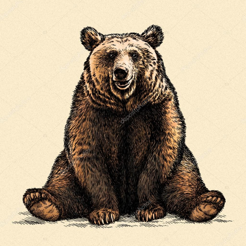 Медведь. Медведь рисунок. Медведь сидит. Медведь векторный рисунок.