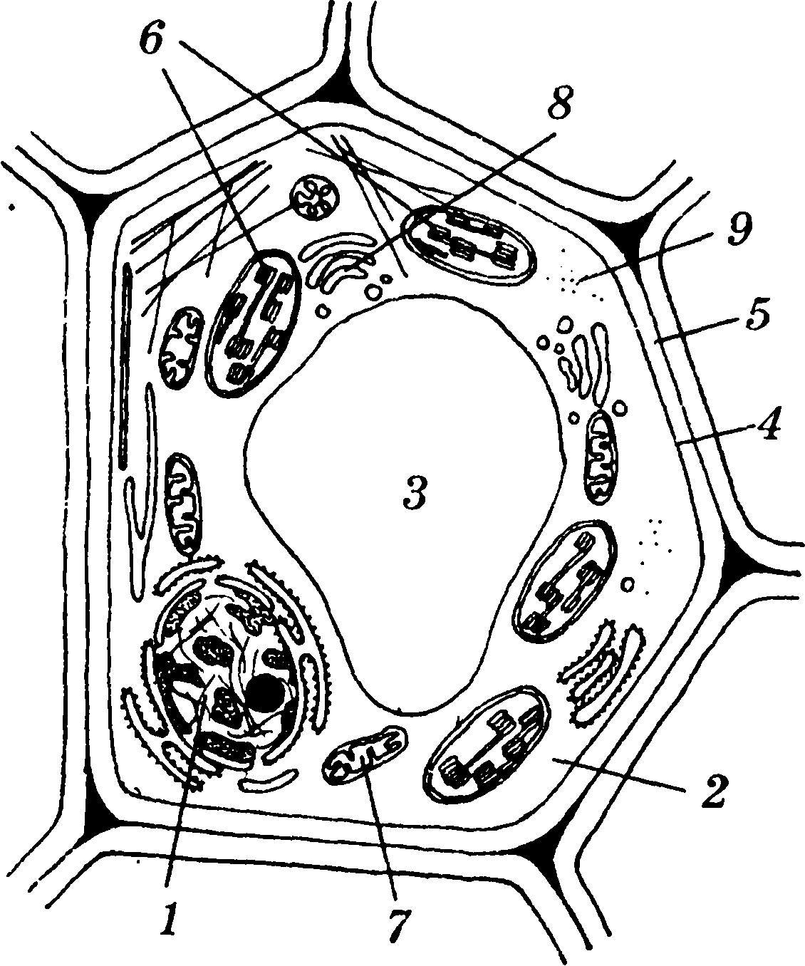 Рисунок растительной клетки структура клетки. Схематическое строение растительной клетки. Схема строения растительной клетки рисунок. Схема строения растительной клетки без подписей. Рисунок растительной клетки с обозначениями 6