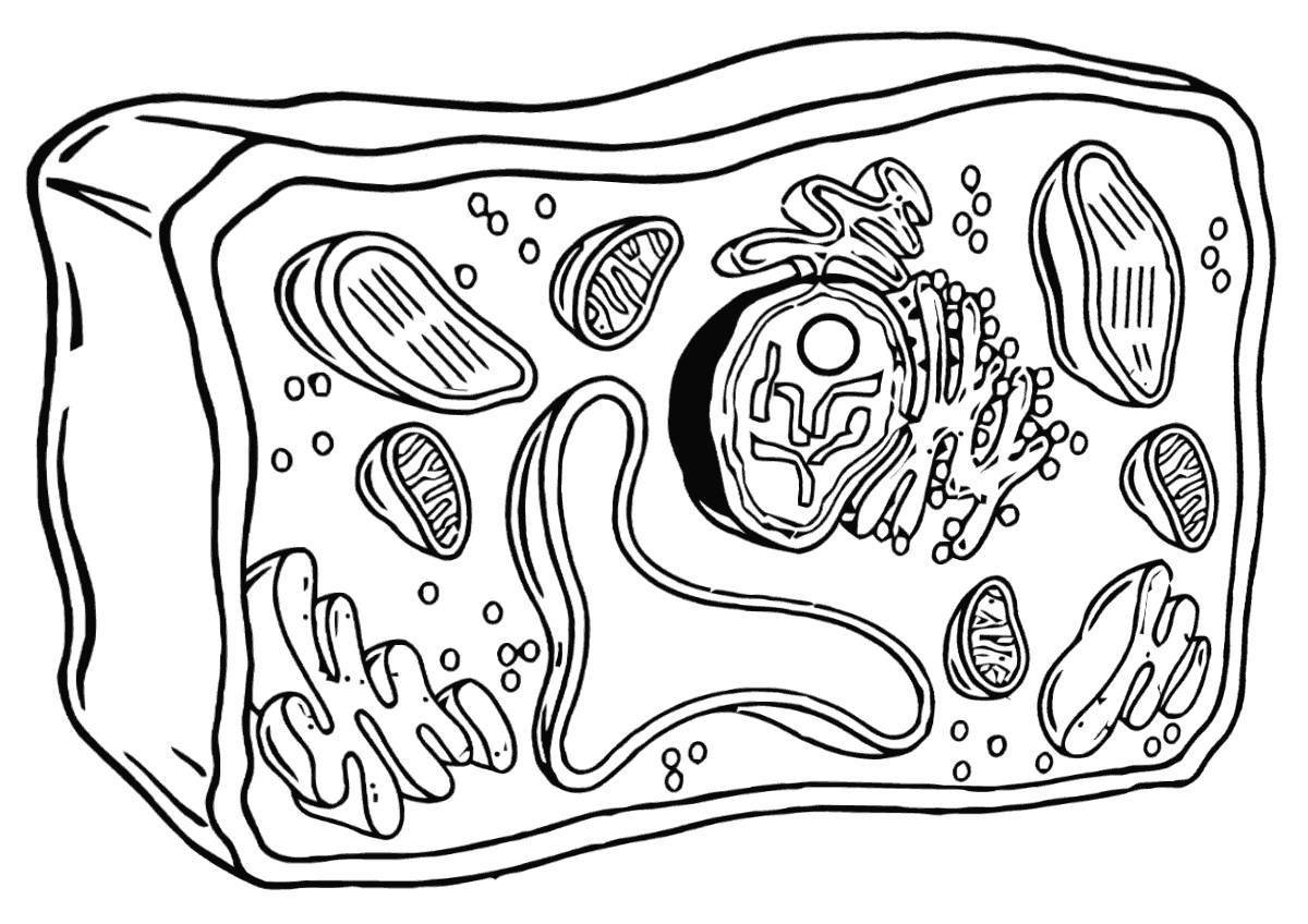 Растительная клетка рисунок схематично. Клетка растений раскраска органоиды. Эукариотическая клетка черно белая. Эукариотическая клетка раскраска. Растительная клетка без подписей.
