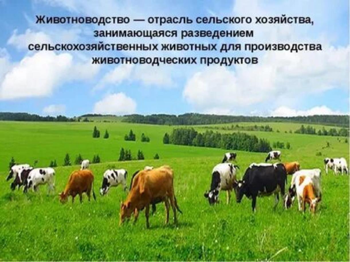 Для центральной россии характерно скотоводство. Сельское хозяйство животноводство. Животноводство это отрасль сельского хозяйства. Промышленность сельское хозяйство скотоводство. Сельское хозяйство для презентации.