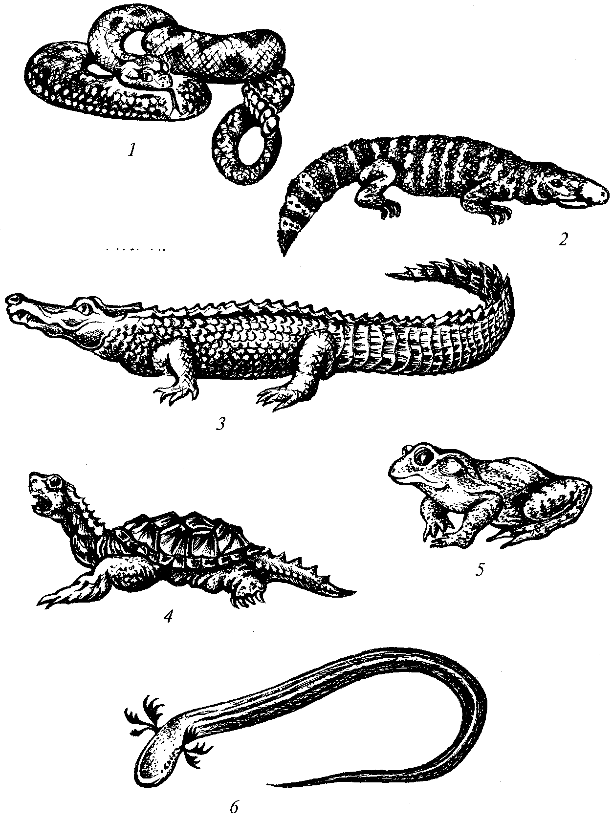 Рисунок пресмыкающихся 2 класс. Рептилии и земноводные. Пресмыкающиеся представители. Рептилии представители. Земноводные и рептилии представители.