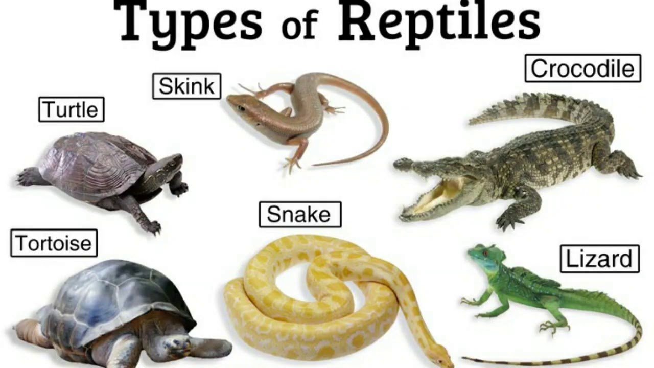 Different kind of animal. Рептилии для детей. Название пресмыкающихся животных. Рептилии на английском. Земноводные и пресмыкающиеся животные.