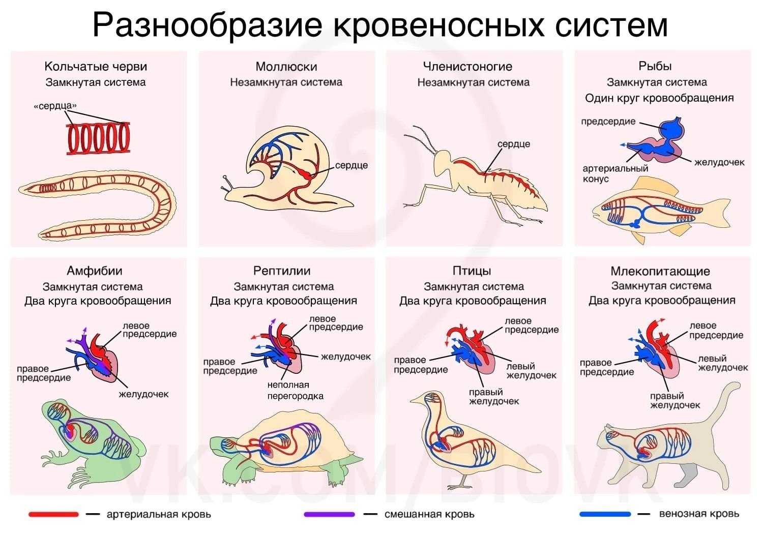 Земноводные пресмыкающиеся млекопитающие строение кровеносной системы сходство