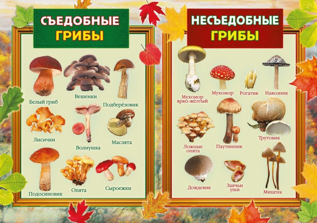 Съедобные и несъедобные грибы рисунок