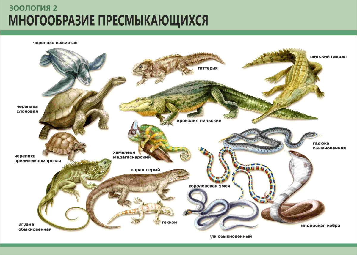 Многообразие пресмыкающихся. Рептилии и амфибии. Позвоночные земноводные. Рептилии и земноводные.