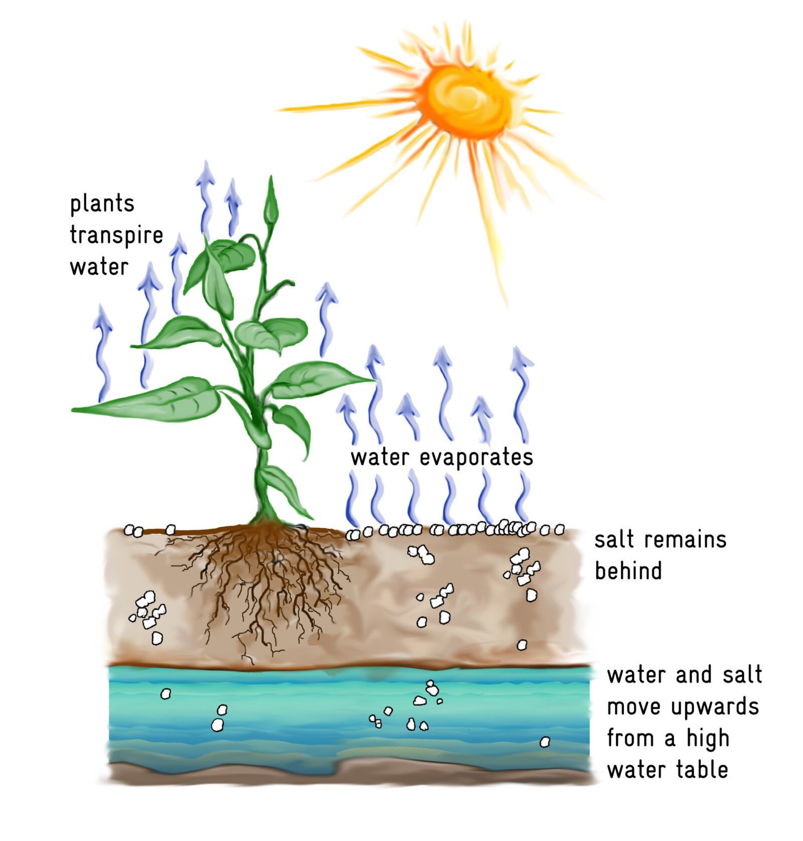 Теплая небесная вода для растений тоже. Транспирация испарение воды. Испарение воды (транспирация) схема. Транспирация и фотосинтез. Транспирация гидрологический цикл.