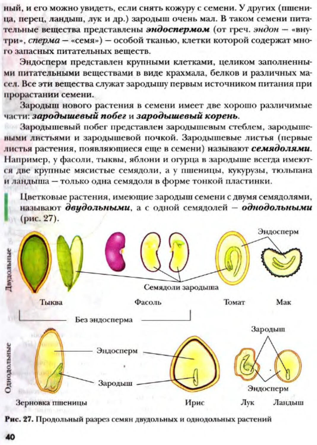 Семя состоит из кожуры и эндосперма. Эндосперма семян растений. Продольный разрез семени двудольных и однодольных растений. Эндосперм семядоли зародыш. Семена двудольных растений с эндоспермом.
