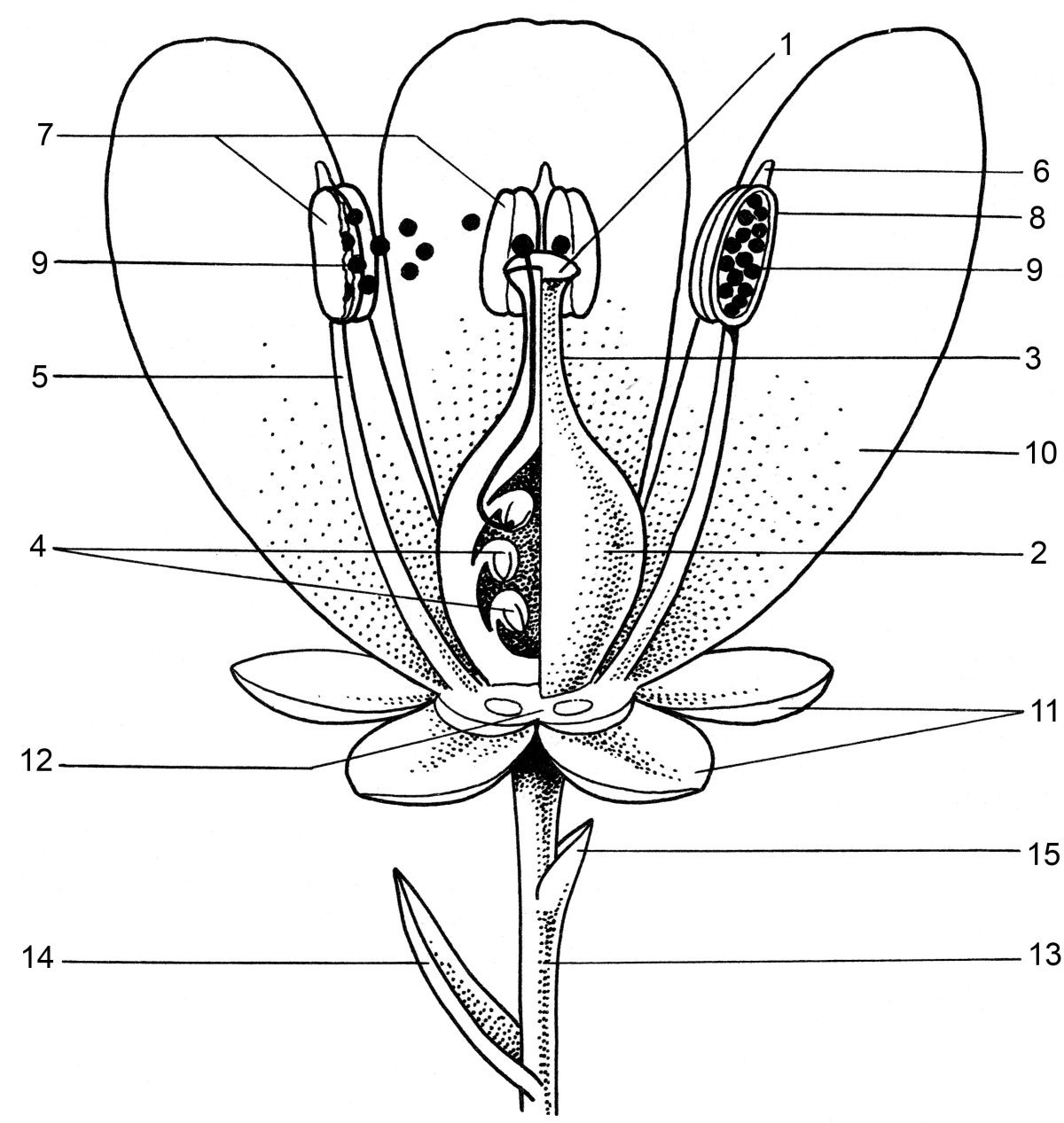 Егэ генеративные органы. Строение цветка покрытосеменных растений. Схема строения цветка покрытосеменных. Завязь Покрытосеменные схема. Чашелистики пестик тычинки венчик.